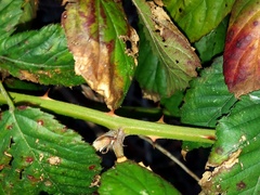 Rubus affinis