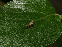 Acanthuchus trispinifer