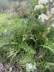 Aciphylla glacialis