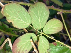 Rubus affinis