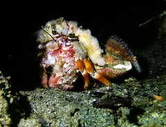 Dardanus pedunculatus