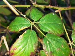 Rubus affinis