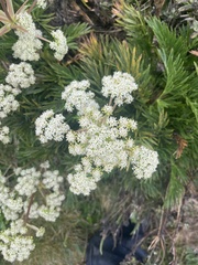 Aciphylla glacialis