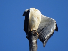 Pseudastur albicollis