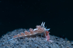Coryphella verta