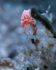 Coryphella verta