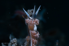 Coryphella verta