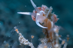 Coryphella verta