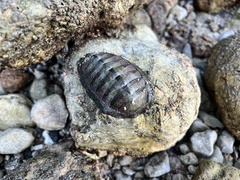 Chiton stokesii