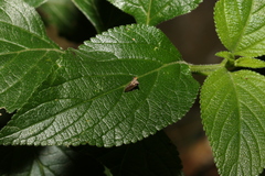 Acanthuchus trispinifer