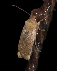 Conistra veronicae