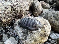Chiton stokesii