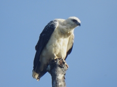 Pseudastur albicollis