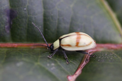Oedionychina