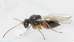 Cynipinae