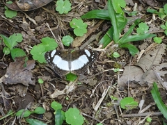 Janatella leucodesma