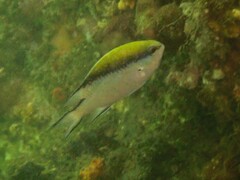Chromis nitida
