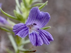 Stemodia florulenta