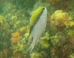 Chromis nitida