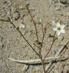Gilia