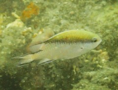 Chromis nitida