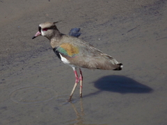 Vanellus chilensis