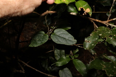 Parsonsia velutina