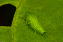 Reticana