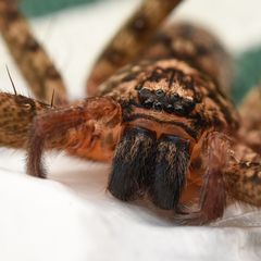 Heteropoda binnaburra