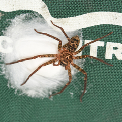 Heteropoda binnaburra