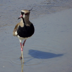 Vanellus chilensis