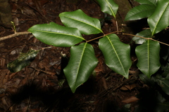 Mischocarpus anodontus