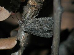 Dryobotodes monochroma