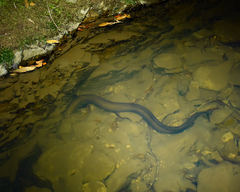 Anguilla australis