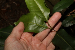 Mischocarpus anodontus