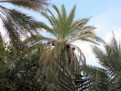 Phoenix dactylifera