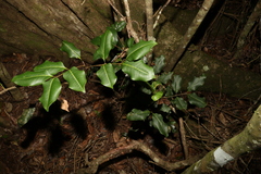 Mischocarpus anodontus