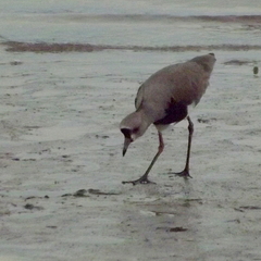 Vanellus chilensis