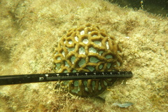 Coelastrea palauensis