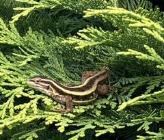 Liolaemus cyanogaster
