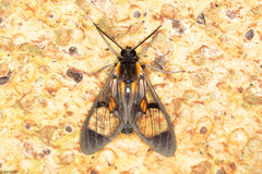 Cosmosoma centralis