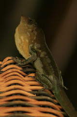 Anolis luciae