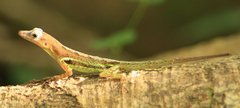 Anolis wattsii