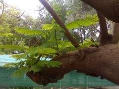 Delonix regia