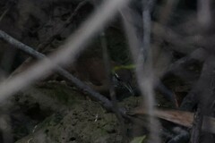 Cantorchilus leucotis