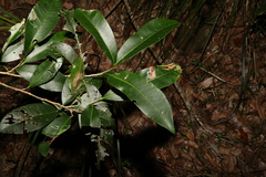 Planchonella australis