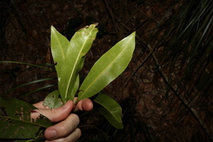 Planchonella australis