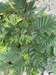 Vachellia cornigera