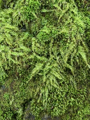 Thuidium delicatulum