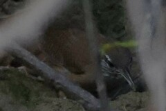 Cantorchilus leucotis